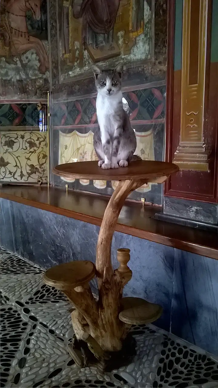 Кот сидит на деревянном резном столике в монастыре Дохиар на Афоне, на фоне фресок