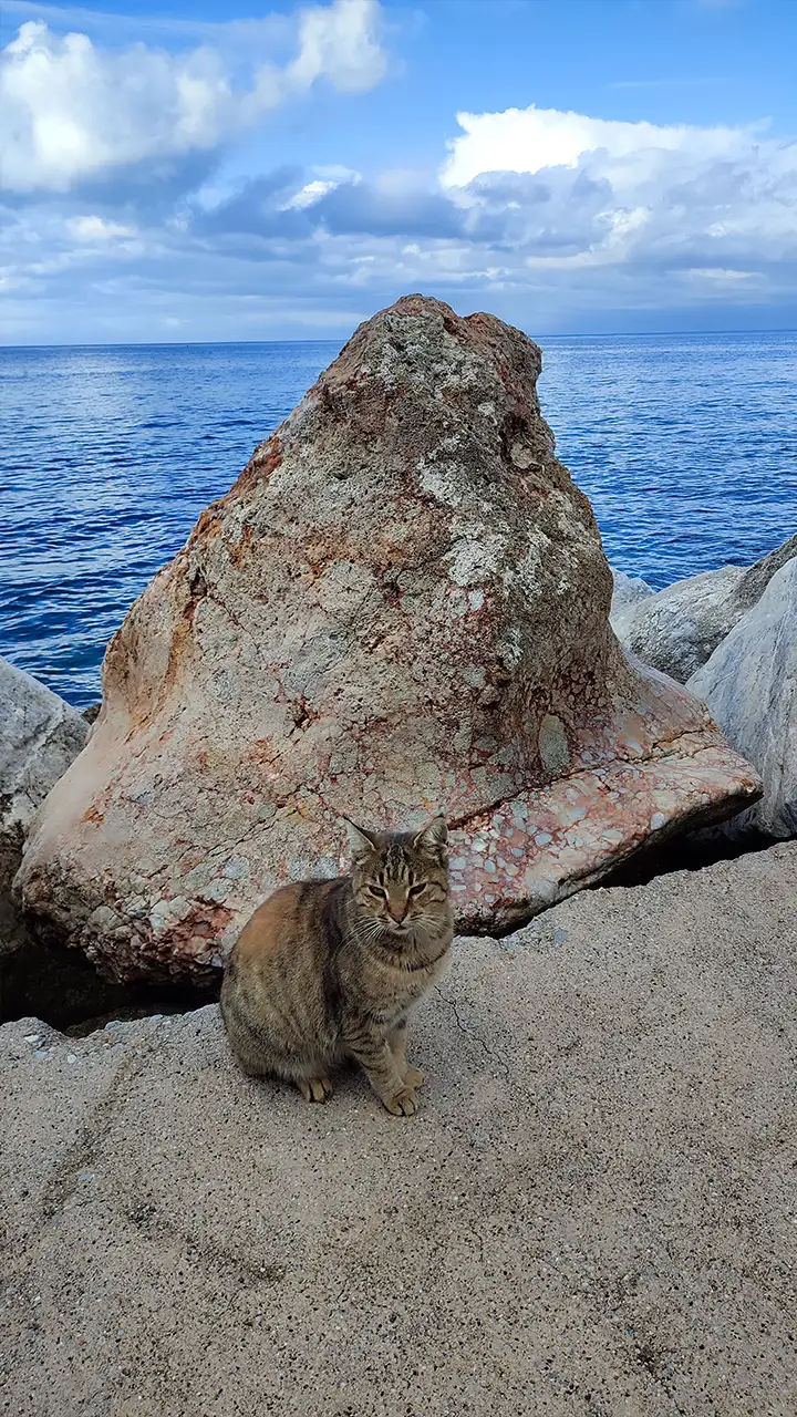 Кот на пристани Дафни на Афоне у моря