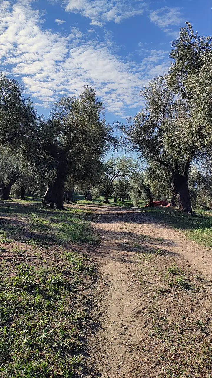 Тропа среди оливковой рощи на Афоне, ведущая к келье святителя Спиридона Тримифунтского