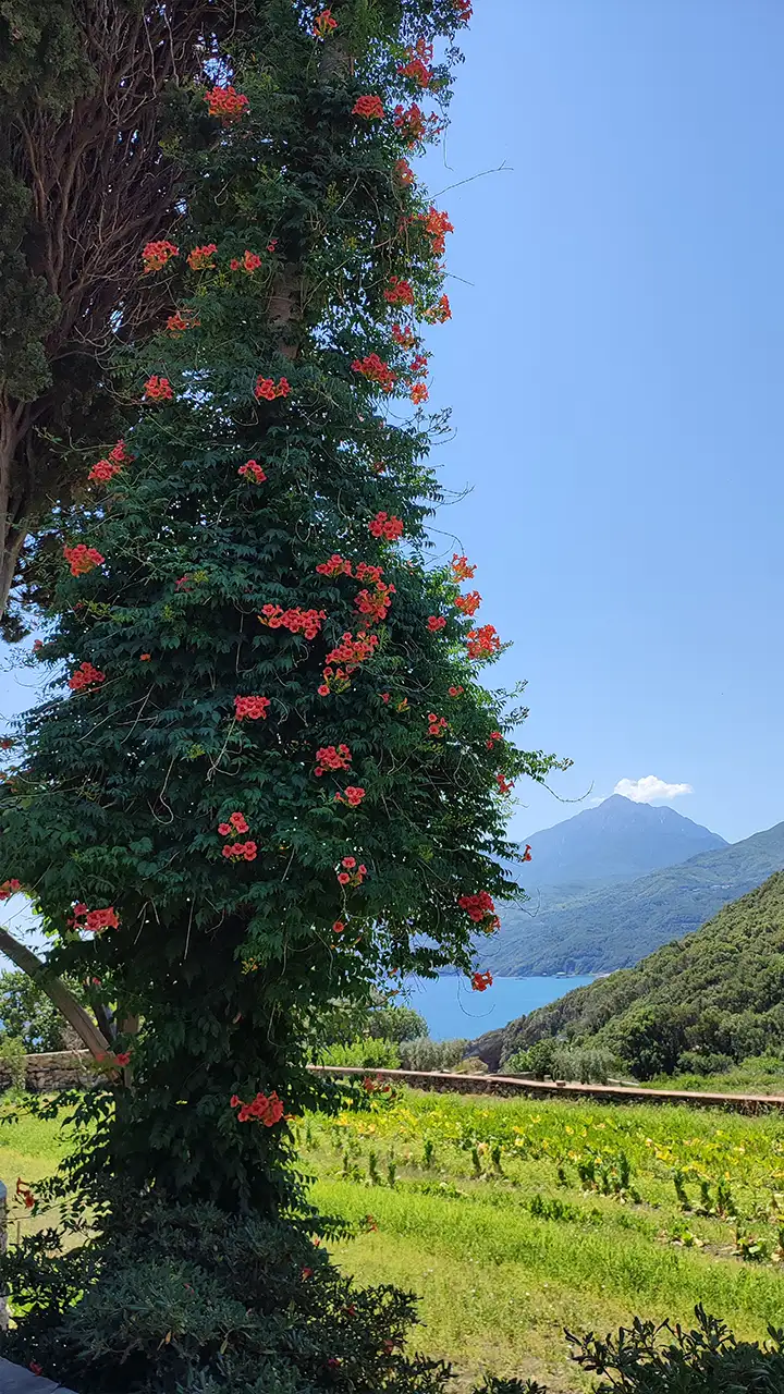 Цветущий кампсис обвивает ствол дерева у монастыря Ставроникита. На горизонте видна гора Афон